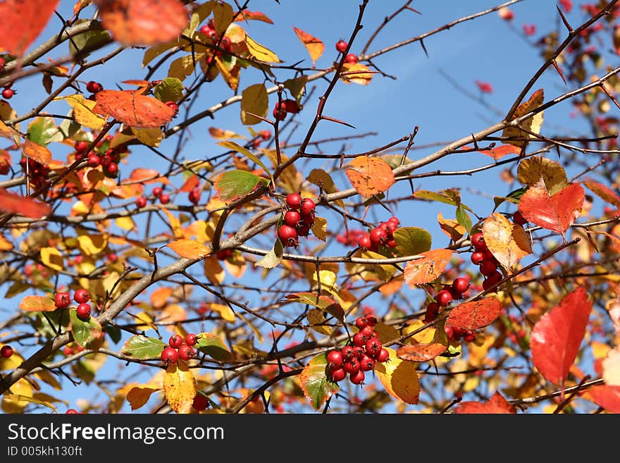 Autumn in the countryside in denmark. Autumn in the countryside in denmark