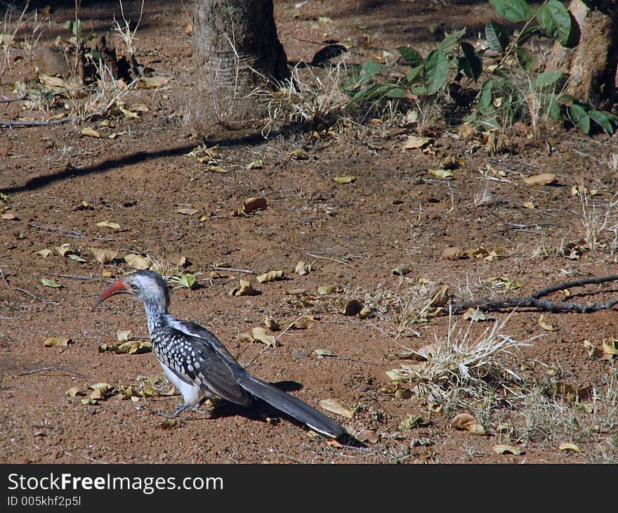 A picture of a Hornbill chasing a bug. A picture of a Hornbill chasing a bug