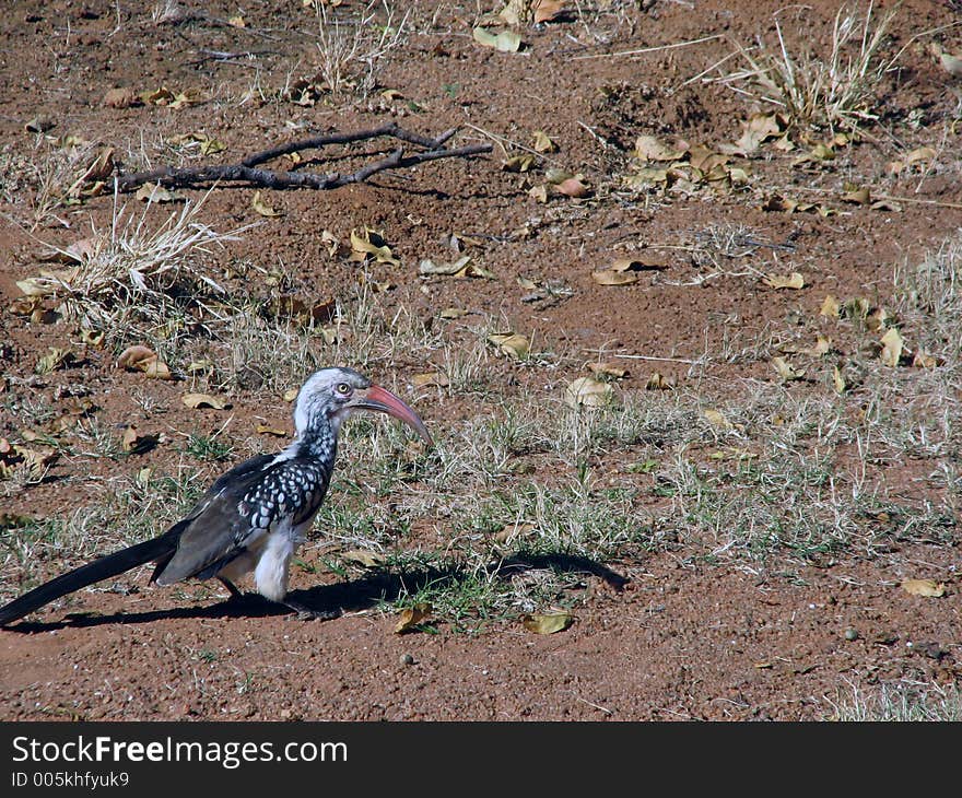 A picture of a Hornbill chasing a bug. A picture of a Hornbill chasing a bug