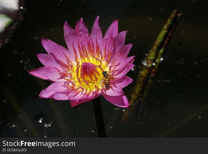 Water lily