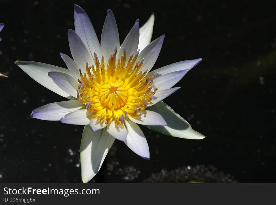 Water lily in the pond