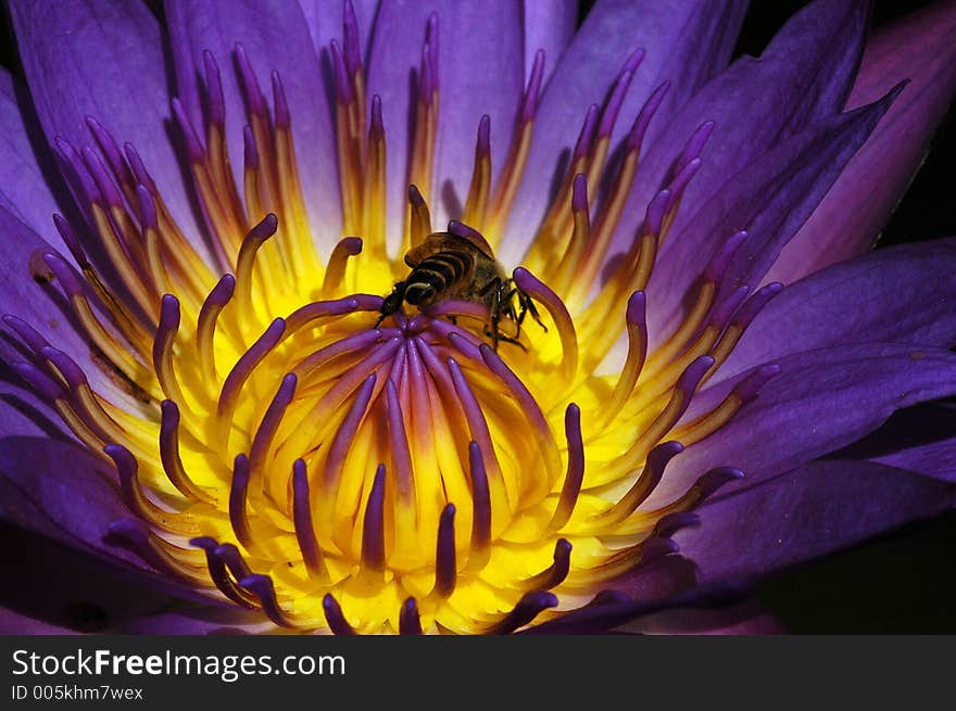 Water lily and bee