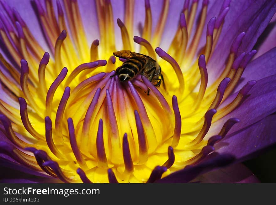 Water lily and bee