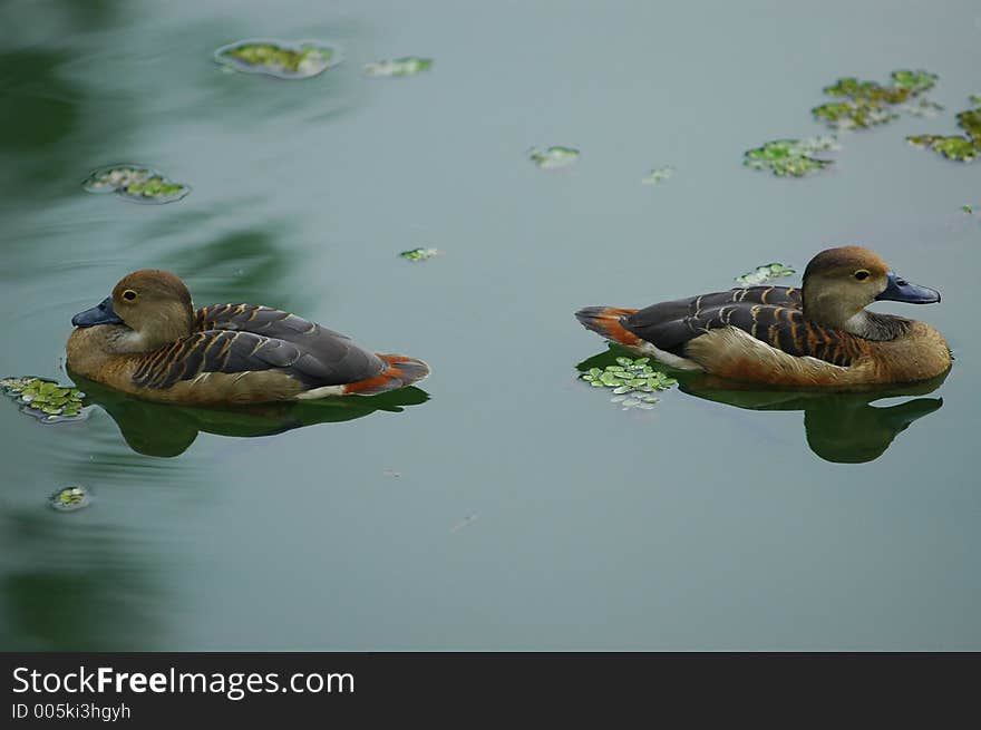 Ducks in the water