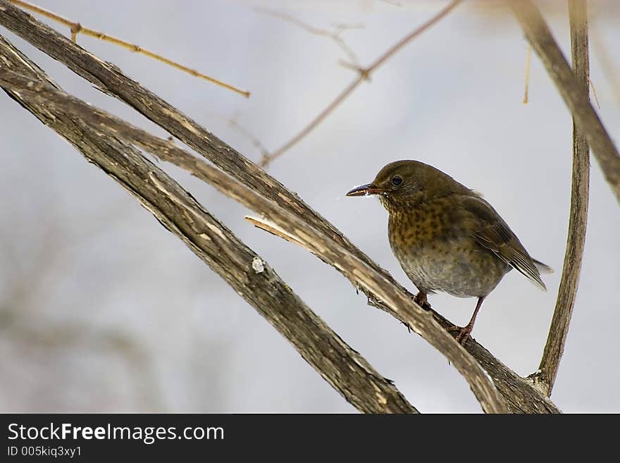 Bird on a tree, brown tones, wintertime. Bird on a tree, brown tones, wintertime