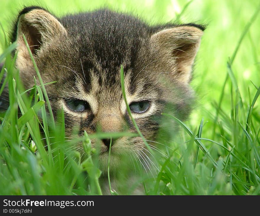 Little cat playing in the grass