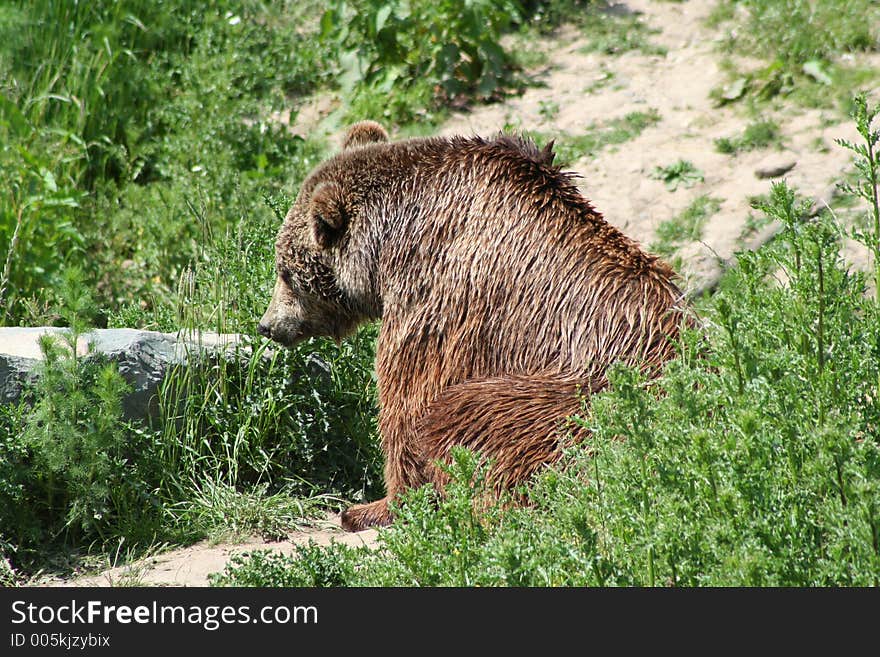 Brown Bear