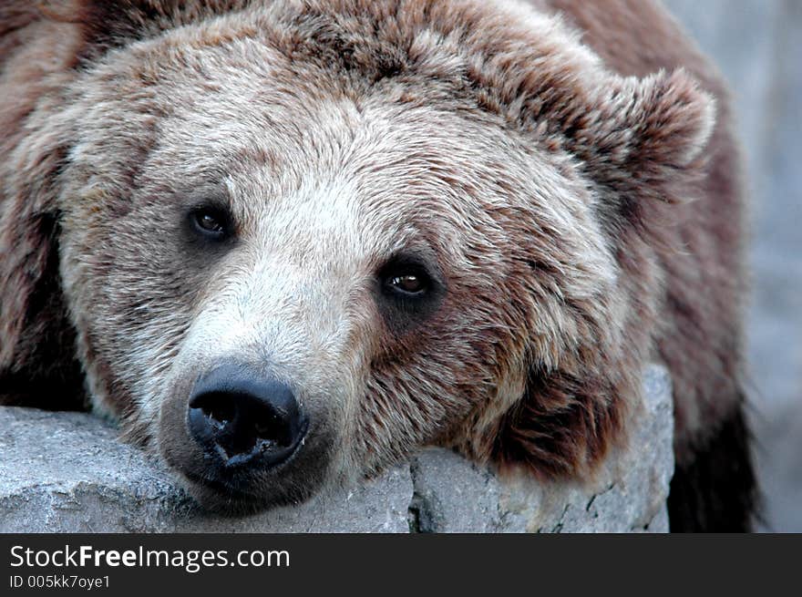 Close-up of a grizzly bear