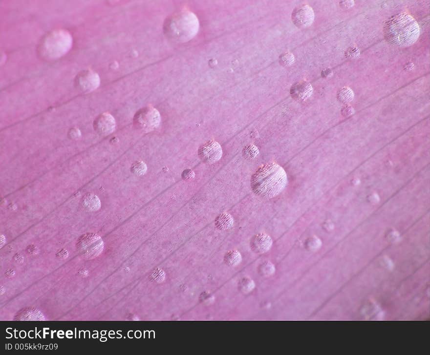 Waterdrops on a petal. Waterdrops on a petal