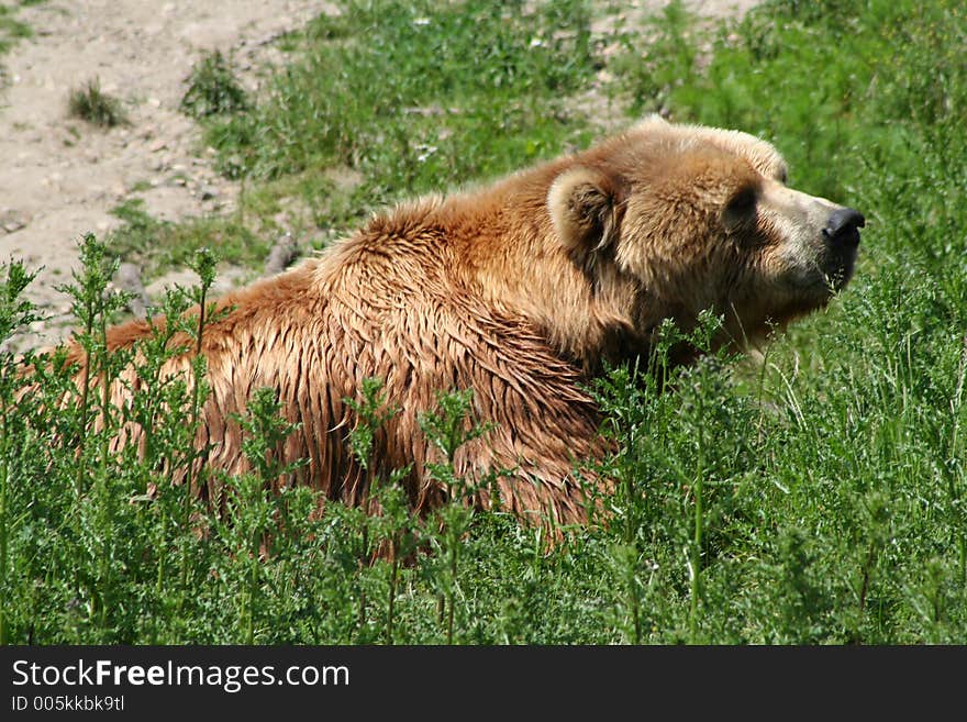 Brown Bear