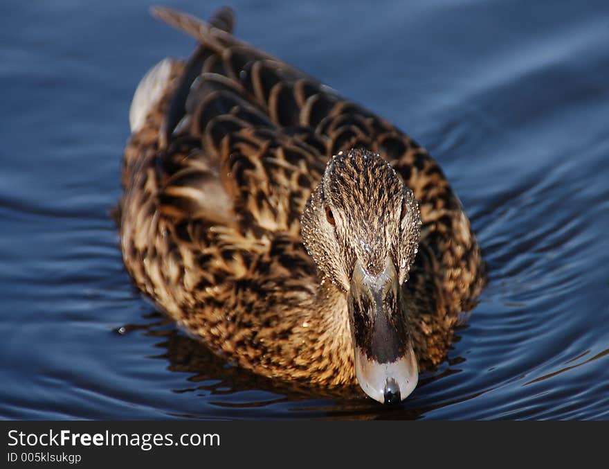 Female duck