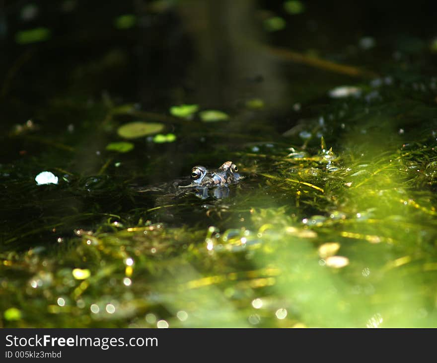 Frog sticking eyes out of the water. Frog sticking eyes out of the water