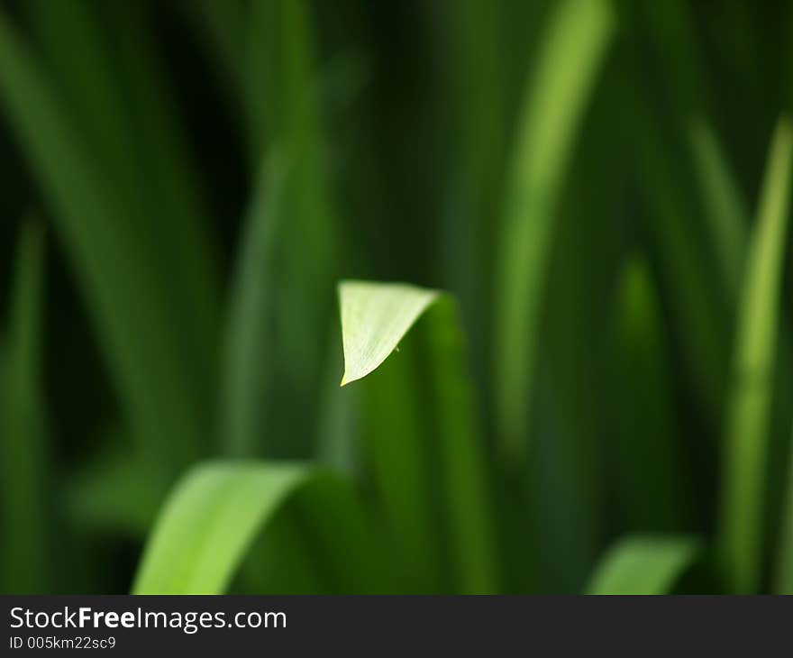 Close up of a leaf coming to the viewer