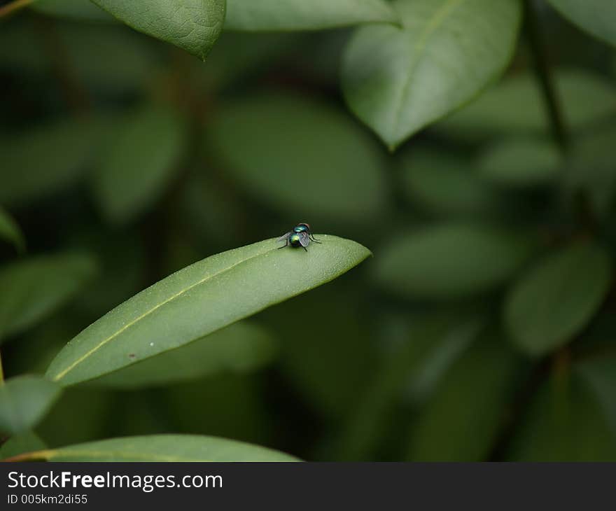 Fly on a leaf