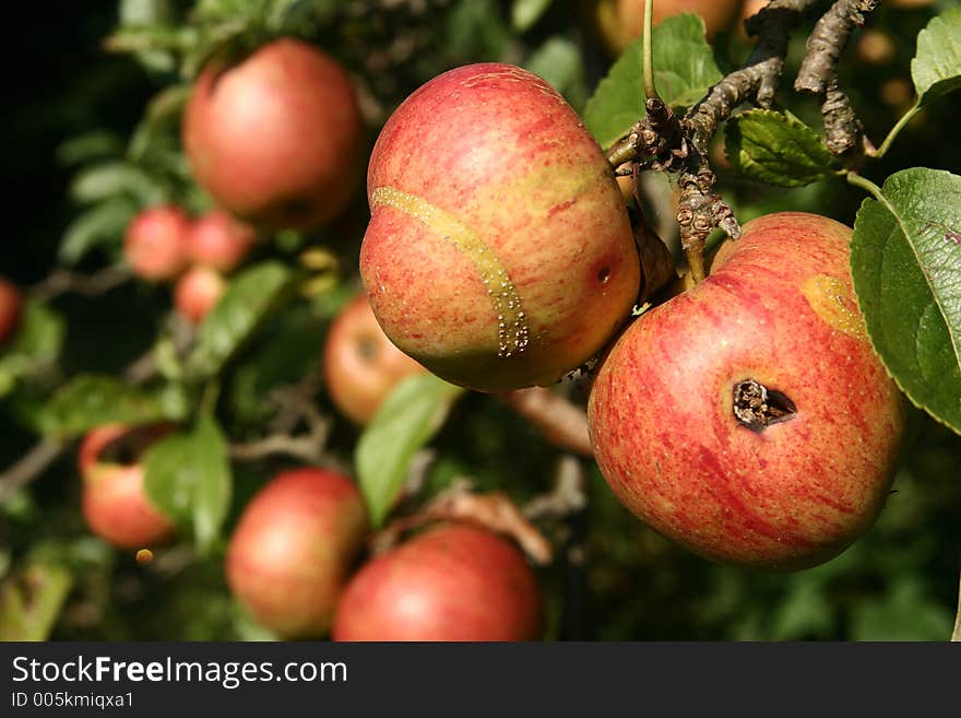 Close up picture of apples