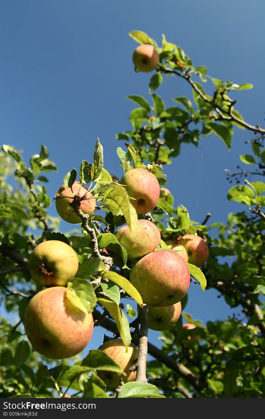 Close up picture of apples