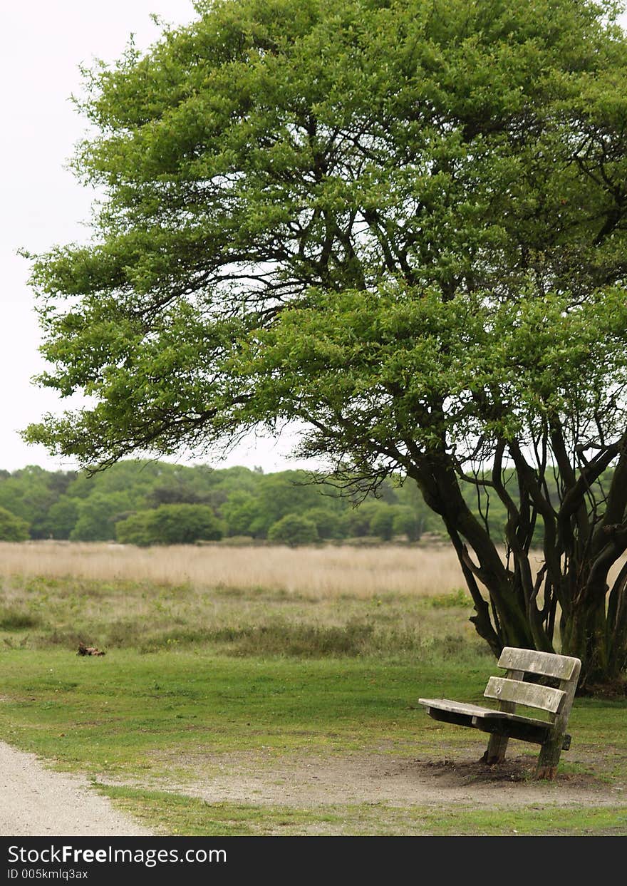 A bench in front of a tree. A bench in front of a tree