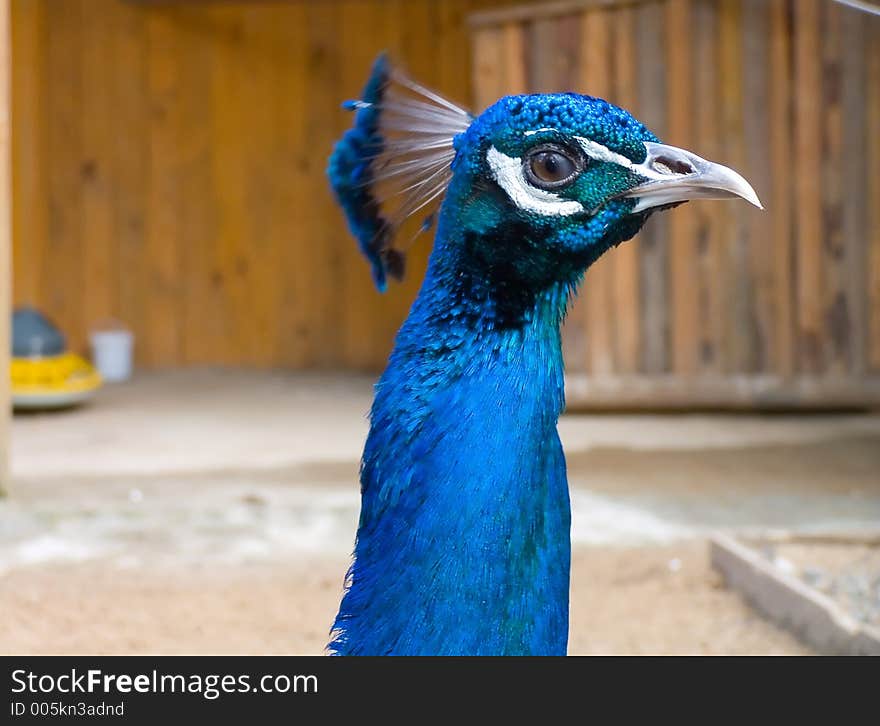 Peacock