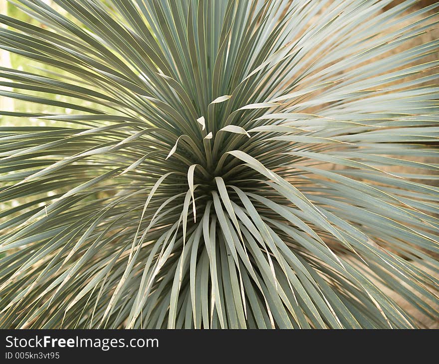 Spikey Plant