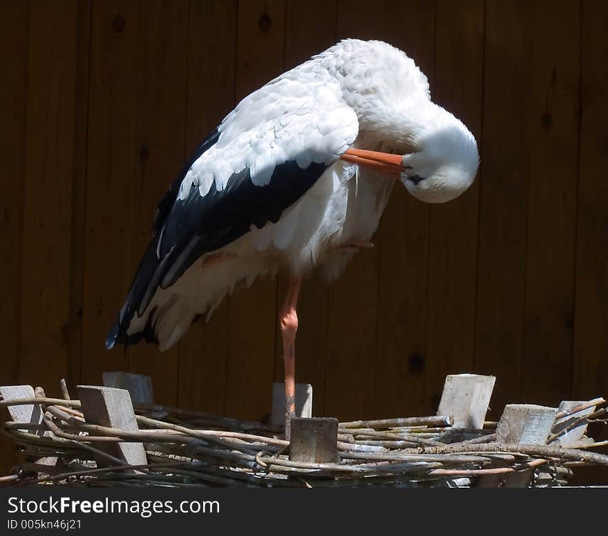 Beautiful bird stork