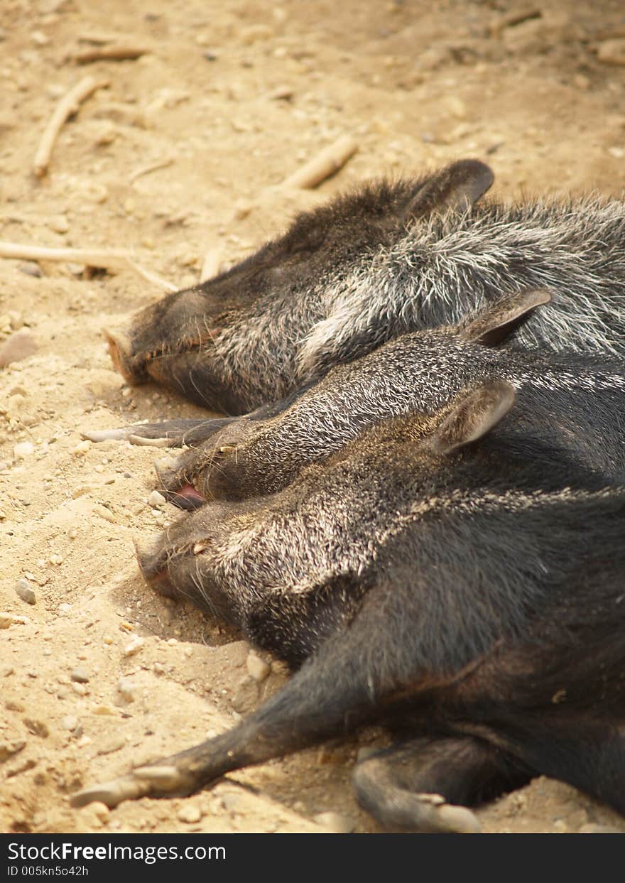 Sleeping warthogs