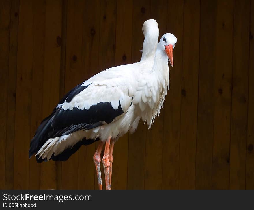 Couple beautiful stork. Couple beautiful stork