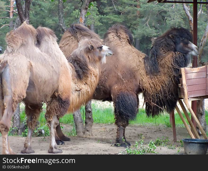 Couple camel