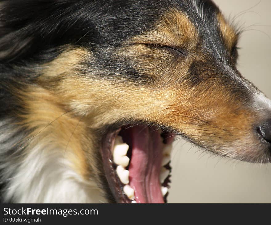 Sleepy looking border collie yawning. Sleepy looking border collie yawning