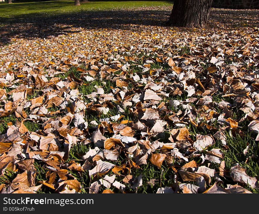 Autumn leaves