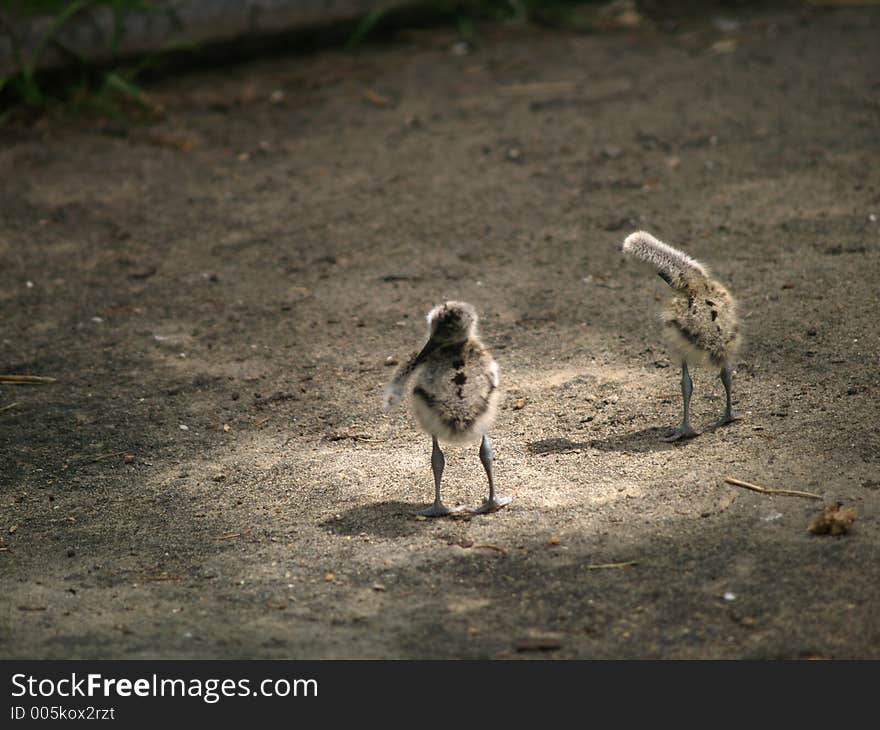 Young Chicks trying to stand