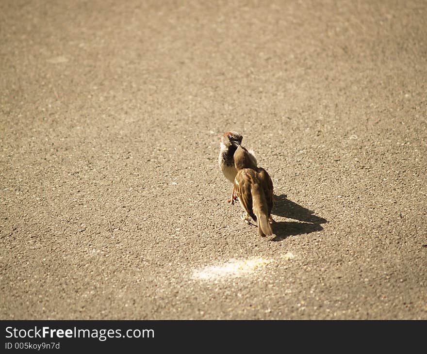 Eating Sparrows