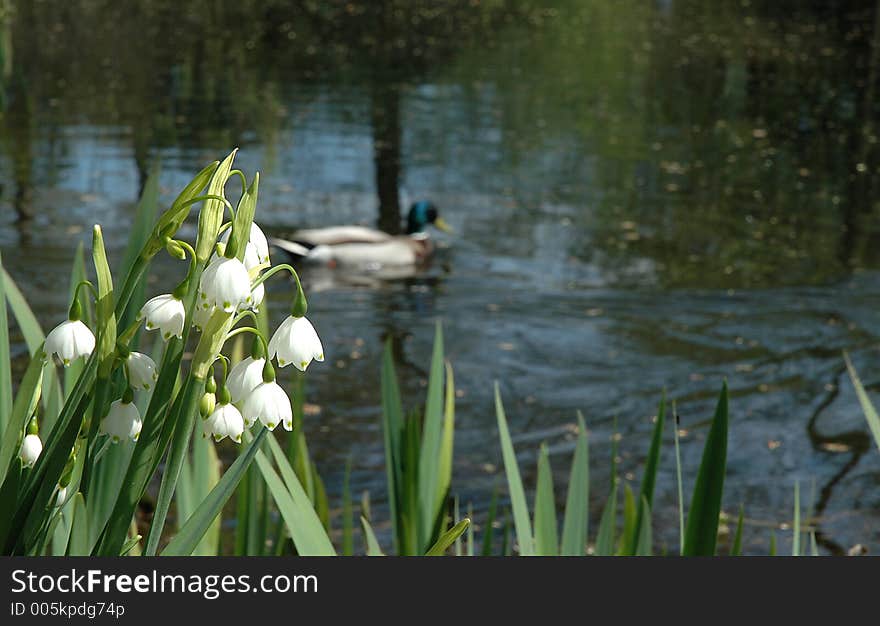 Lilies Of The Valley