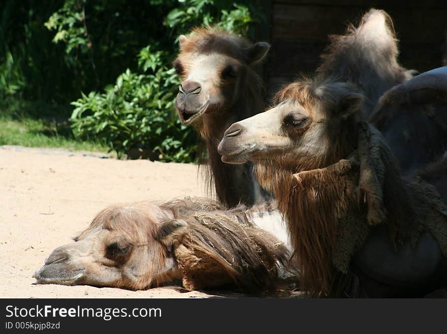 Lazy Camels