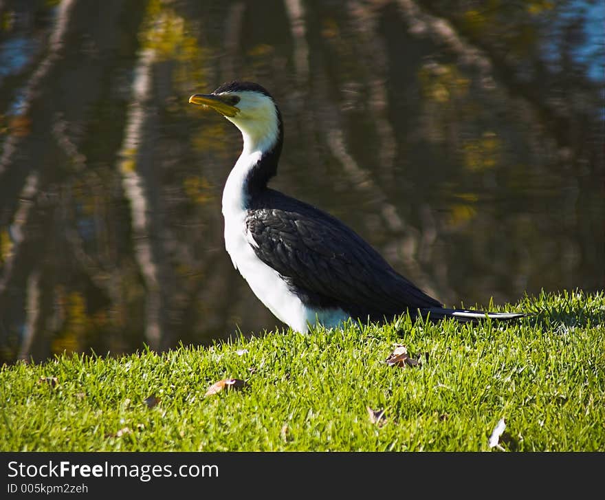 A cormorant rests on the riverbank