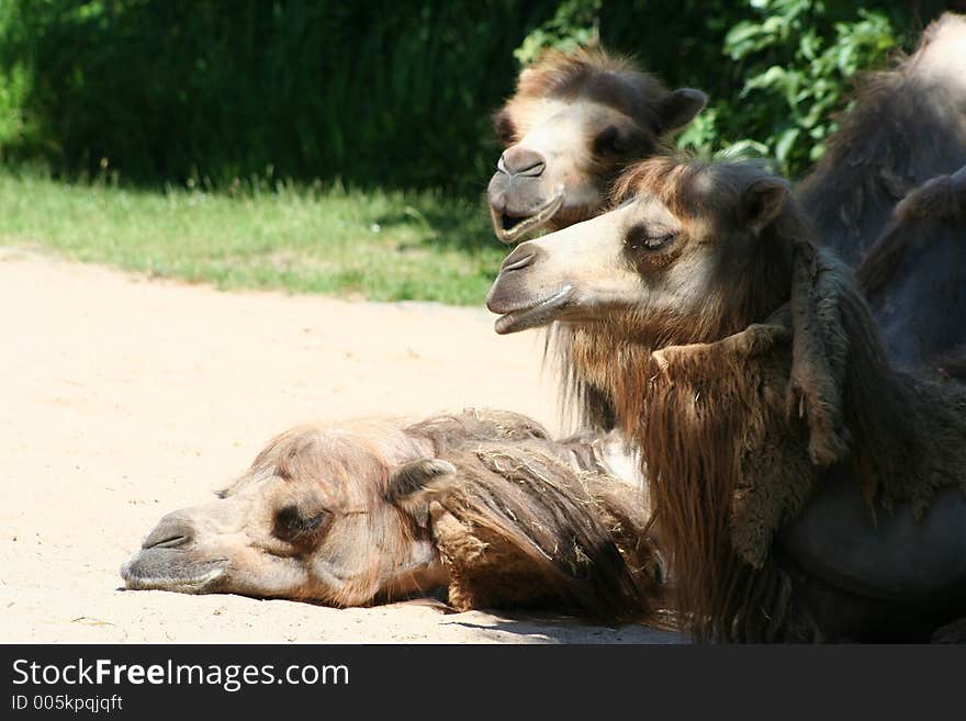 Camels