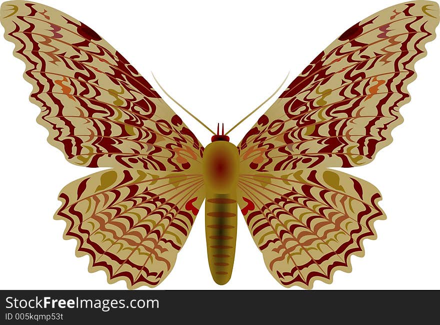 Agrippina moth