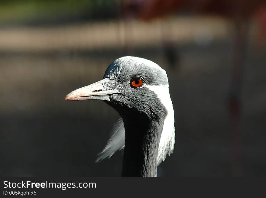 Crane in zoo