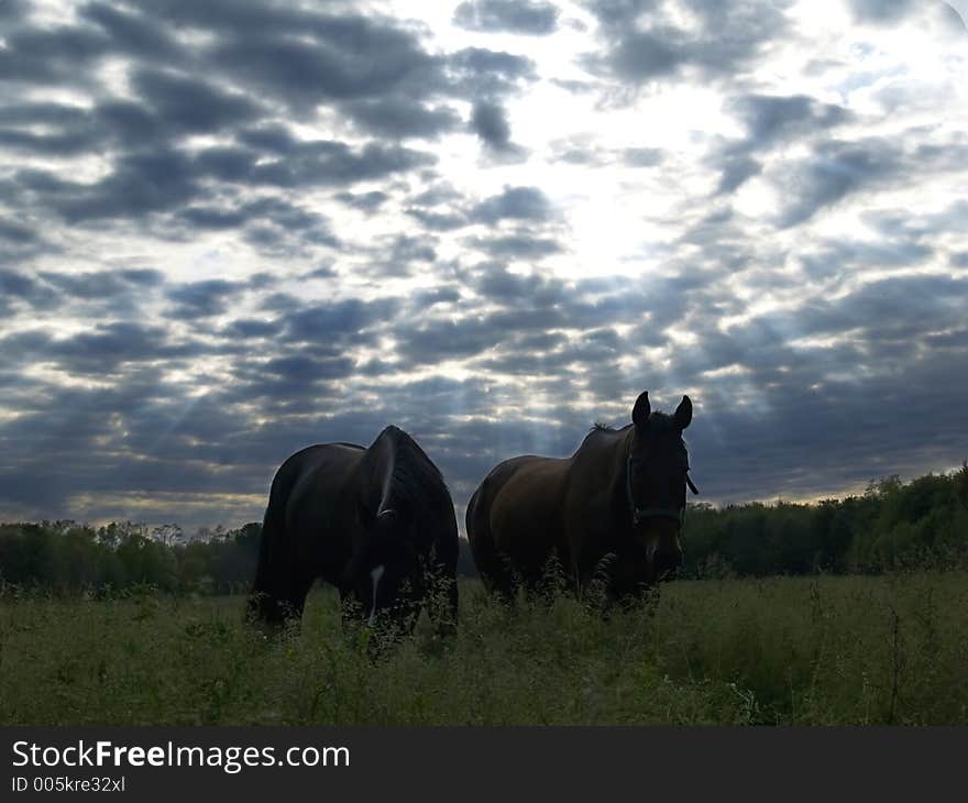 Two horses under Sun streaks