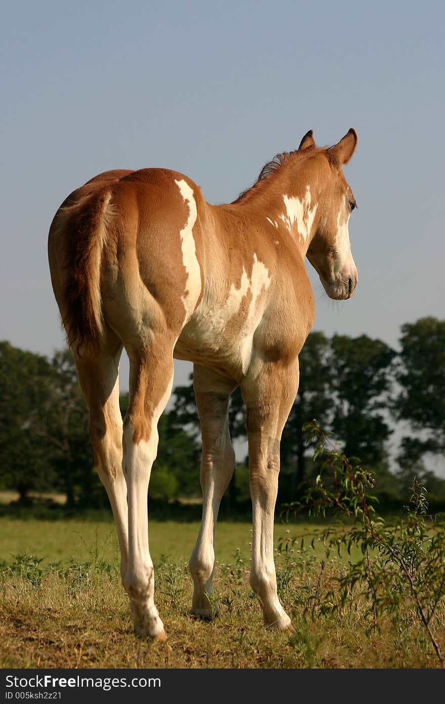 Paint colt standing on hill overlooking pasture against blue sky, morning light.