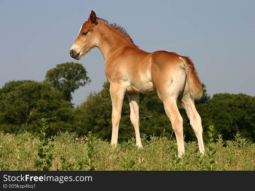 Foal On Hill