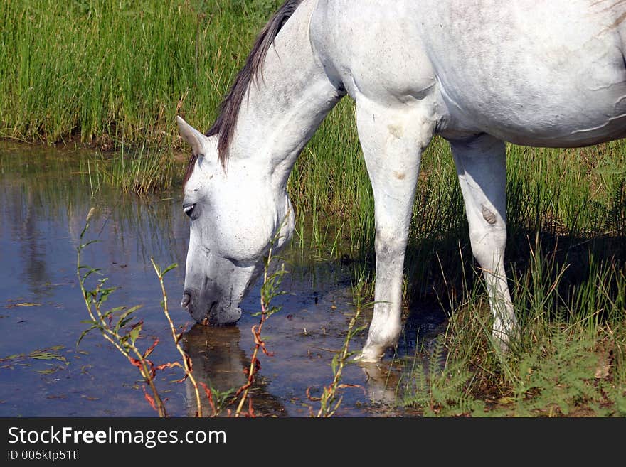 Dapple gray horse drinking at pond with green reeds on shore, morning sunshine. Dapple gray horse drinking at pond with green reeds on shore, morning sunshine.