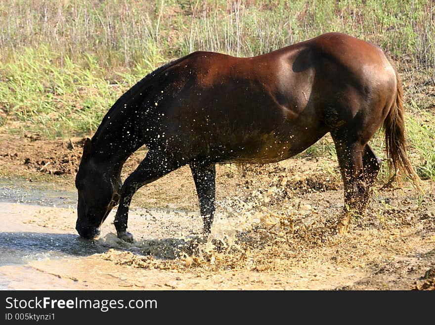 Chestnut horse pawing and splashing muddy water in pond on hot summer day. Chestnut horse pawing and splashing muddy water in pond on hot summer day