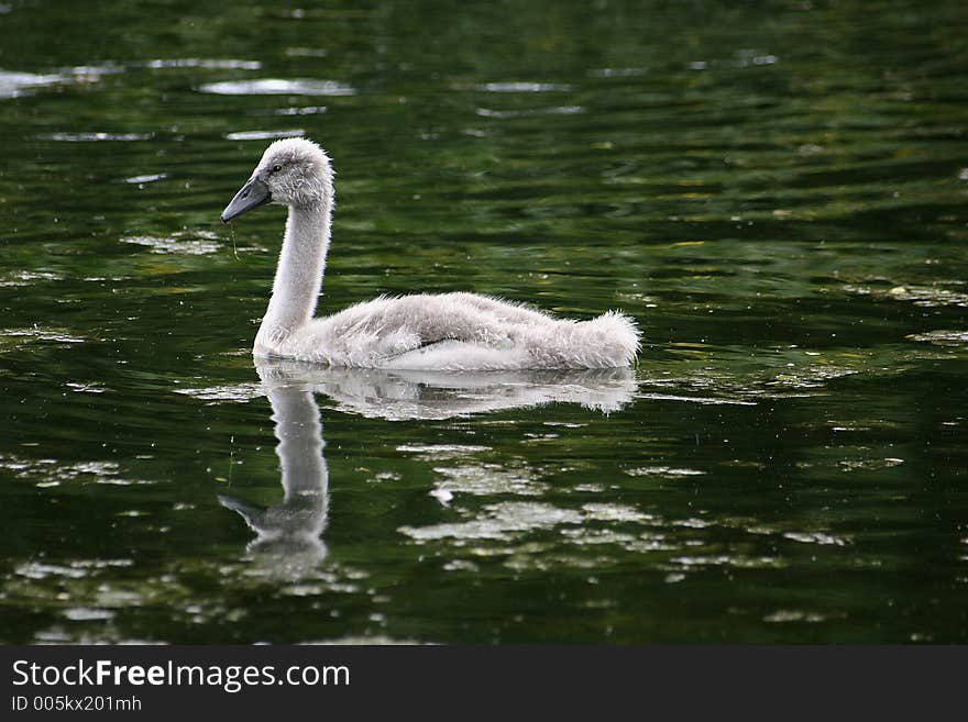 Baby Swan in lake