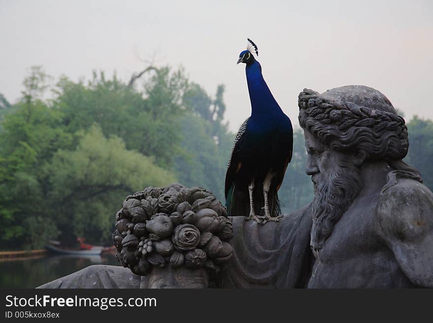 Peacock and sculpture