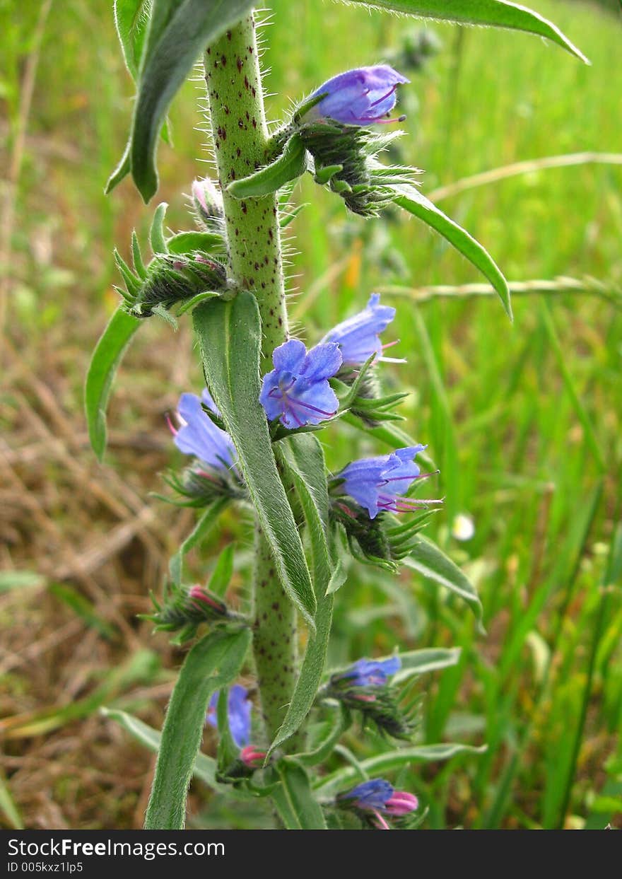 Blue flower in the grass