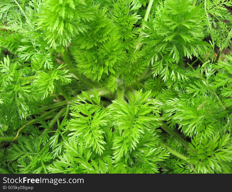 Carrot leaves view from top