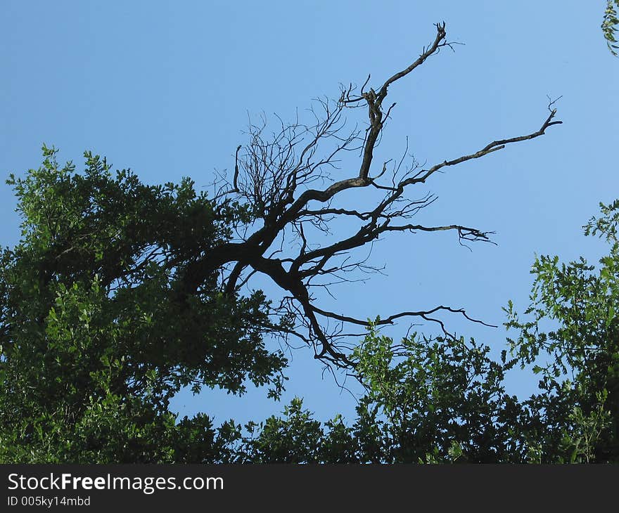 Tree on the sky