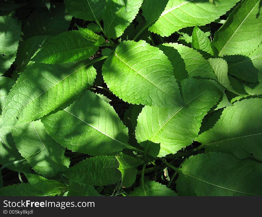 Large leaves in contrasting light and shadow. Large leaves in contrasting light and shadow