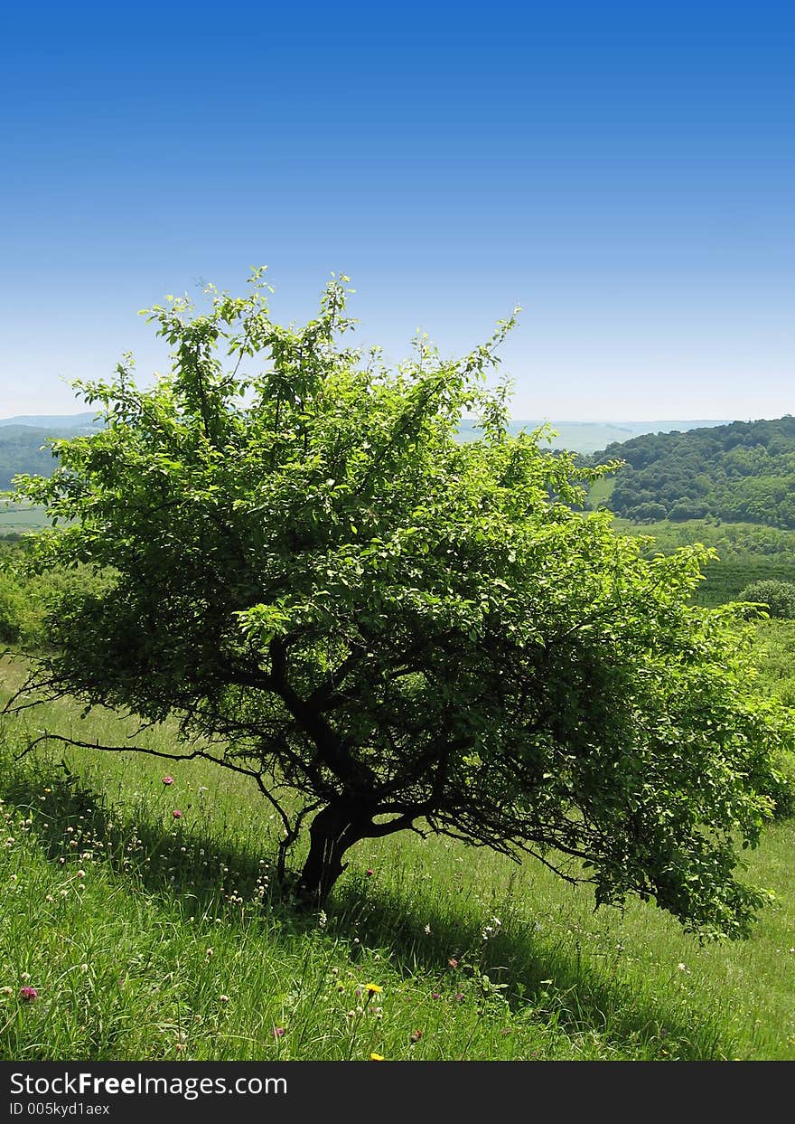 Single tree on a hill