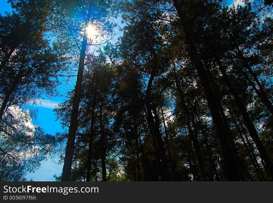 Sunlight In Woodland